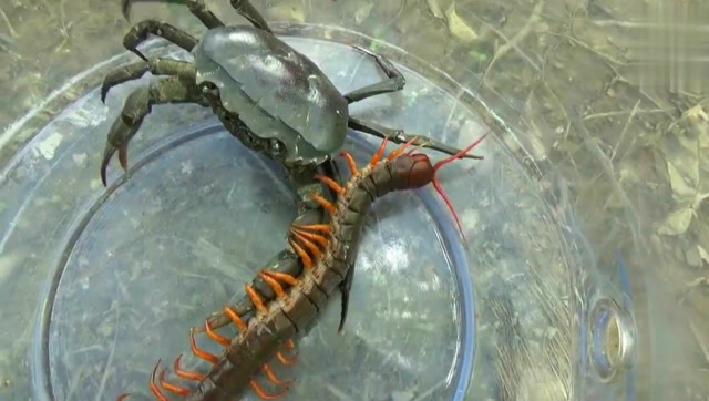 蜈蚣大战螃蟹!究竟谁胜谁负?