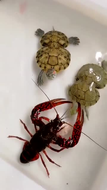 变异乌龟大战小龙虾,结局令人瞠目结舌!