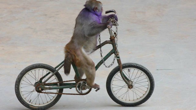 猴子玩杂耍骑单车技能逆天,与人类互动演话剧萌翻众人