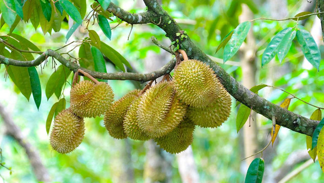 为什么榴莲树能长上百个榴莲,却还是卖那么贵?今天可算知道了