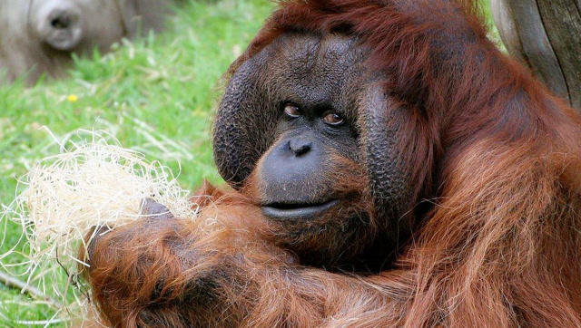 红毛猩猩向游客索要戒指,笑翻了所有人