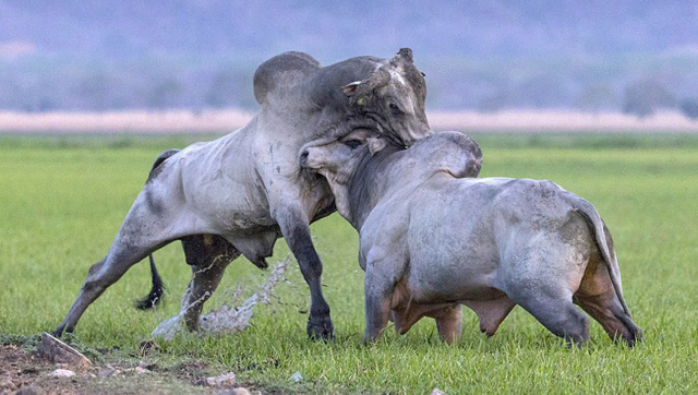 为了争夺配偶获取传宗接代的机会,两头公牛血拼大战,不要命了!