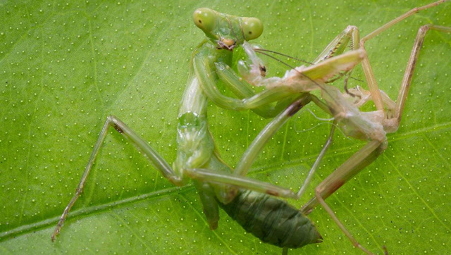 螳螂脱皮全过程,你们一定没见过