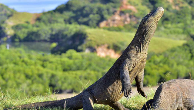 巨蜥偷吃鳄鱼蛋,正好被回来的鳄鱼碰见,大战一触即发!