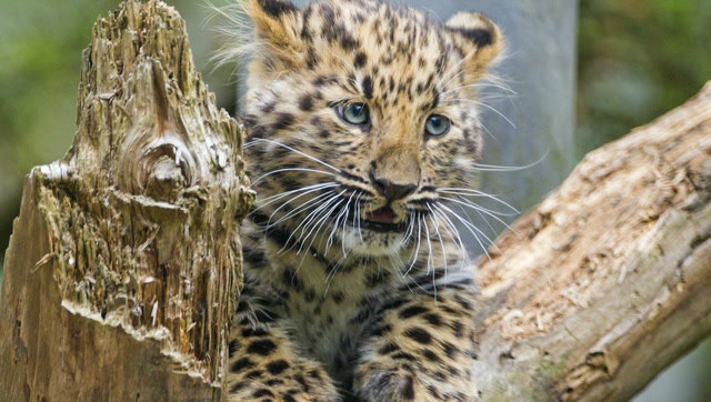 最厉害小奶豹,孤单面对豺狼和鬣狗毫不退缩,坚持到妈妈来营救