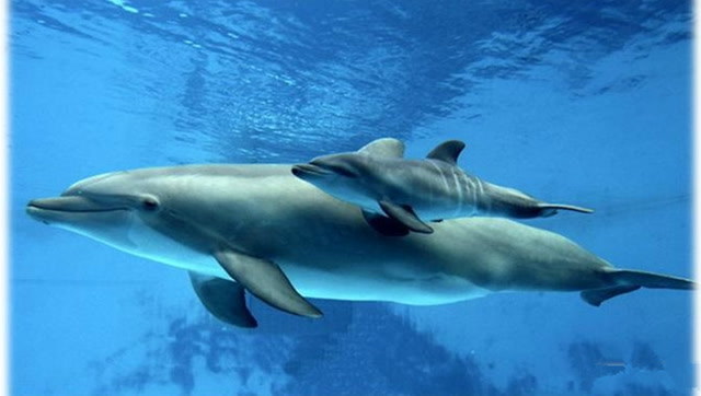 实拍海豚出生过程, 小海豚出生瞬间超可爱!