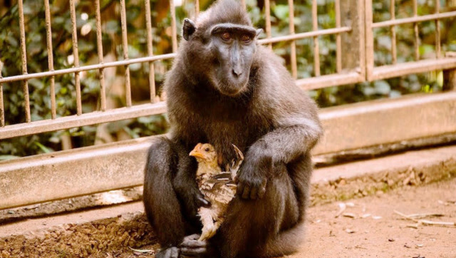 猴子整天抱着一只鸡,主人看见疑惑不已,知道真相后让人感动!