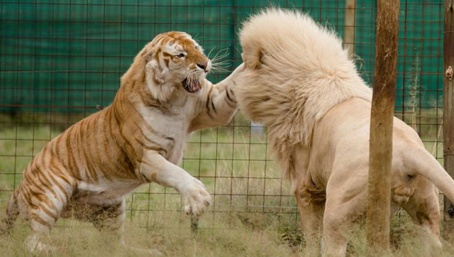 火药味十足,巨型非洲雄狮合力群殴凶猛东北虎