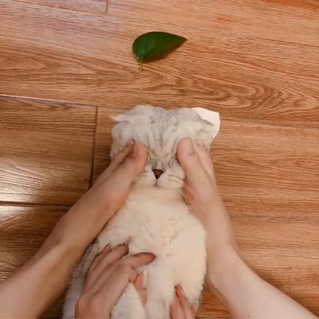 生活终于对我这只小猫咪动手了,好可怜