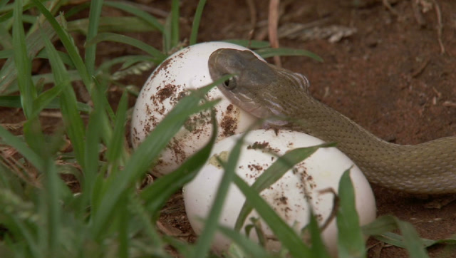来看看蛇怎样吃鸟蛋,卸掉下颚整个吞食!