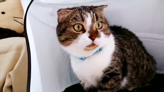 猫大叔这么胖, 再不注意节食, 三高会越来越严重