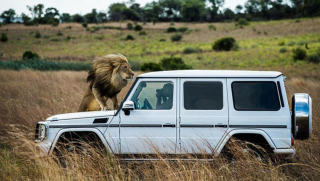 好奇的狮子咬住汽车,随后一秒傻眼了:我就不信制服不了这铁疙瘩!