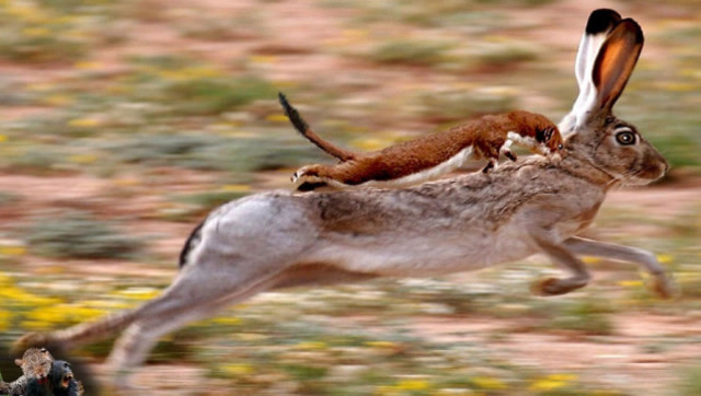 白鼬追击兔子,结局让人瞠目结舌!镜头拍下全过程