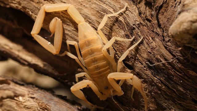 世界第一毒蝎到底有多恐怖?猎物出现的一瞬间,毒液已经注射完毕!