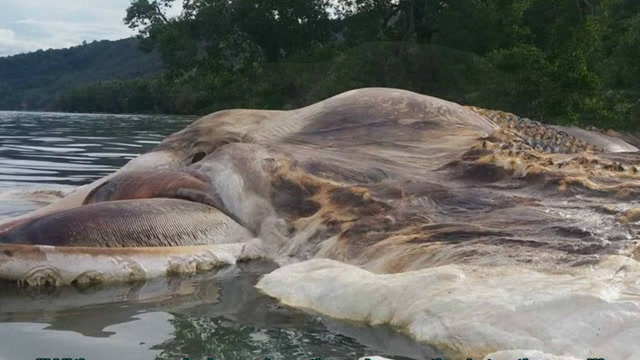 海边飘来不明生物,全身泛白,奇臭无比