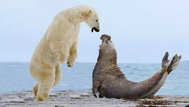 海象在冰面上享受日光浴,北极熊突然出现了!
