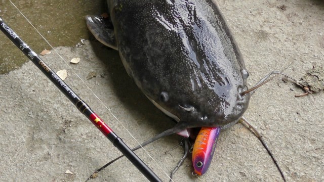 路亚八须鲶鱼这个小伙子为路亚钓鱼居然连哥哥的婚礼都不管不顾