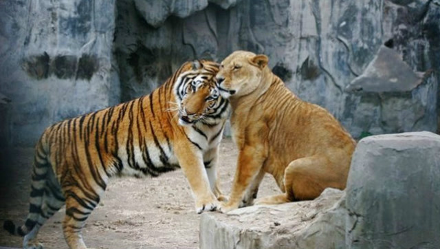 奇闻趣事:狮虎兽,狮子和老虎的杂交产物,体型比自己父母还要庞大