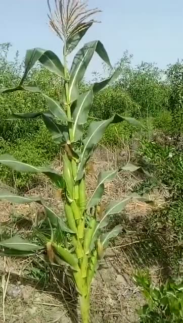 这才是玉米中的王者,一个玉米杆上长这么多,厉害了