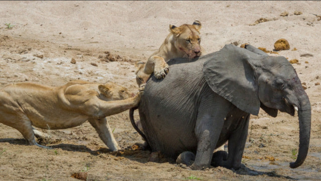狮子刚抓住小象准备开吃,大象家族愤怒赶来,结局让人大跌眼镜!