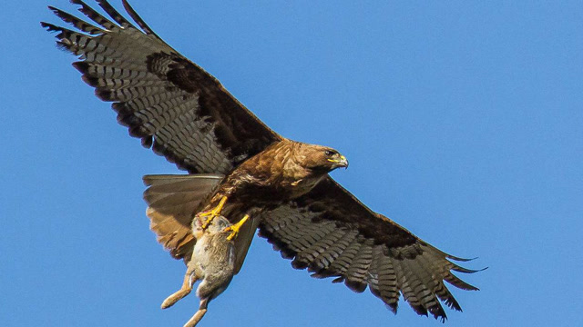 兔子蹬鹰,没见过的点进来