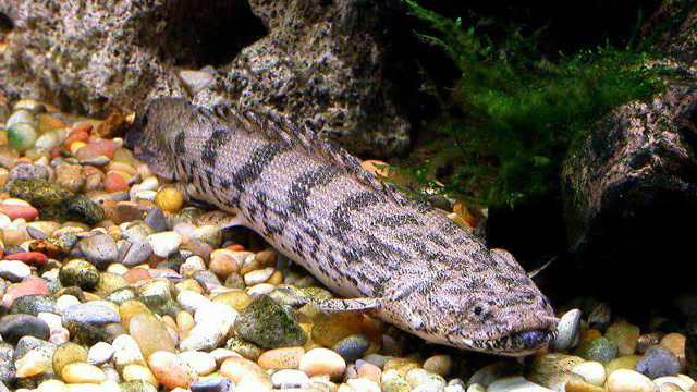 来自非洲的巨型"大泥鳅"——斑节恐龙鱼