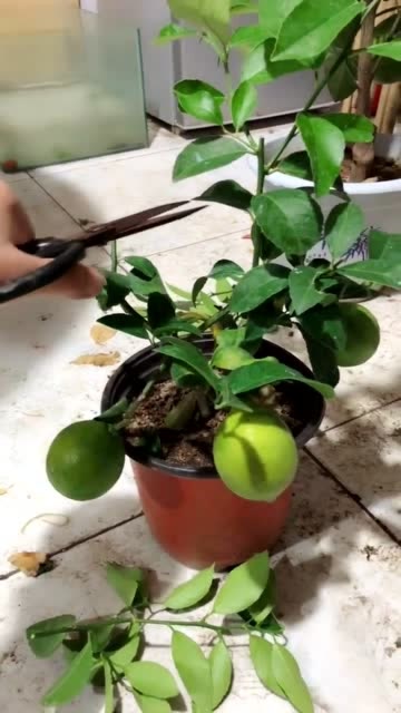 柠檬树盆栽修剪图片