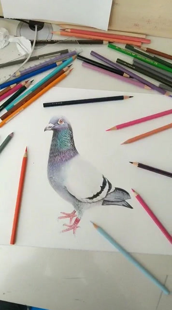和平鸽图片手绘彩铅图片