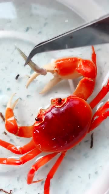 赶海小哥哥 喂养的小螃蟹吃鱼,红彤彤的真可爱吃的也真够香的