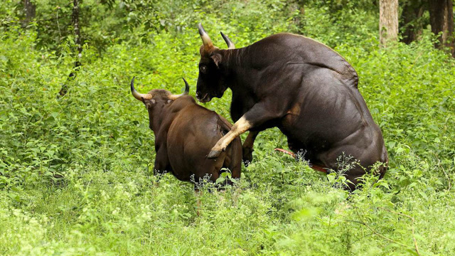 3头白肢野牛相约打架,到底是为哪般?