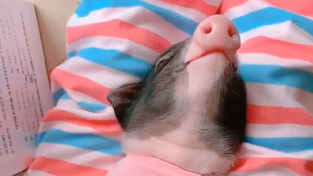 一只睡觉的宠物猪,有什么办法可以叫醒它