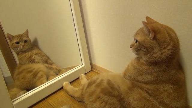 让各种动物照镜子会怎样,狗的表现太搞笑,猫狠起来自己都捶!