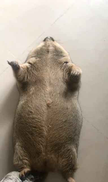 土拨鼠的睡相太可爱了,还不忘翘着兰花指!网友:小姐姐的声音真甜!