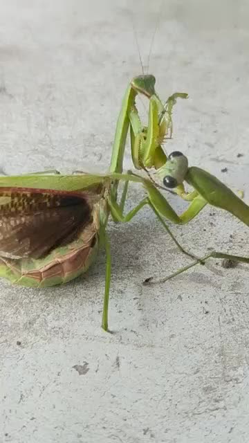 两只螳螂打架,来呀,看谁的螳螂拳更厉害