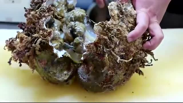 日本巨型"海蚌"打开后只能用肥美来形容