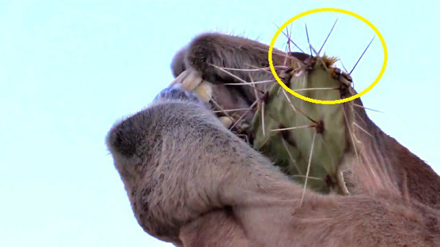 镜头实拍骆驼硬吞仙人掌的瞬间,这么长的刺!都不怕疼的吗?