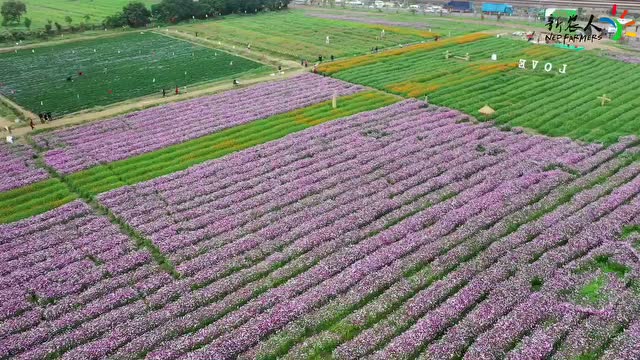 广州荔联黄埔花海