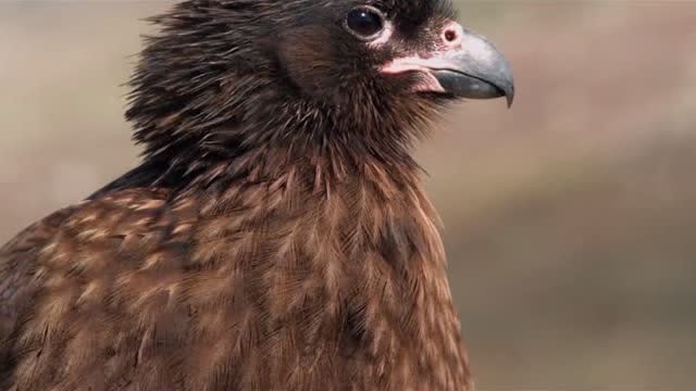 生命的故事:调皮的鹰熊孩子闯进鹰夫妇的领地,被狠狠揍了一顿