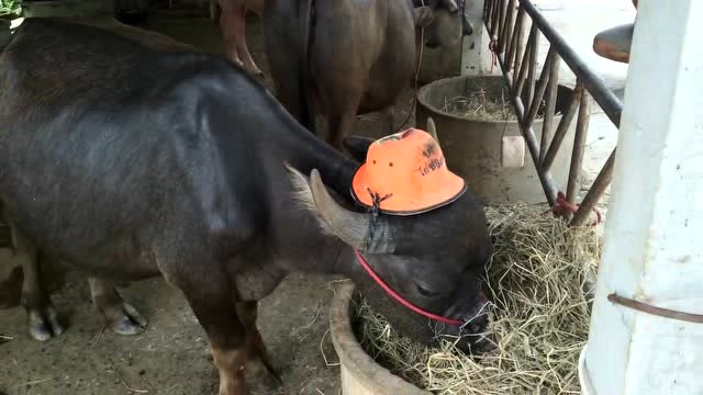 宠物水牛获得主人无私的宠爱,戴的小帽子都是独一无二的橙色