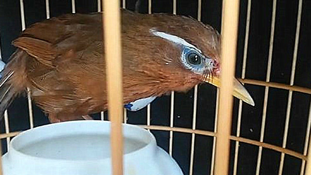 山野画眉:这只"大红袍",眉高眼青,嘴黄腿红,着实是"精品"