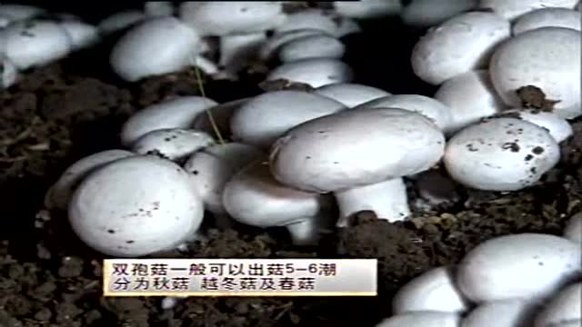 牛粪种植双孢菇