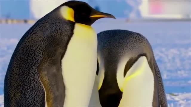 动物世界:帝企鹅妈妈孵雪球,宝宝来前练个手