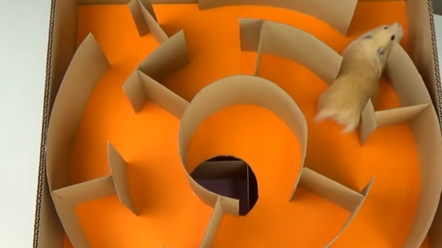 我见过最聪明的仓鼠,竟然能从巨大的迷宫里走出来,镜头拍下全程!