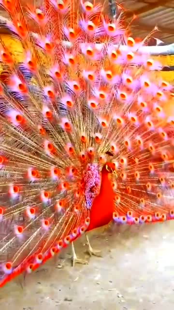 最近这个视频火了,这种颜色的孔雀开屏,视觉效果太棒了!