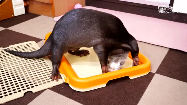 主人刚把小水獭的窝弄好,就被小水獭拆掉了,真是个破坏小能手