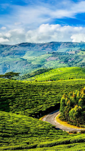 印度喀拉拉邦蒙纳