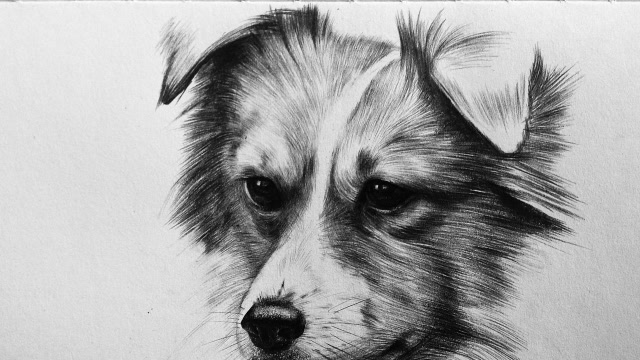 小狗铅笔画画图片图片