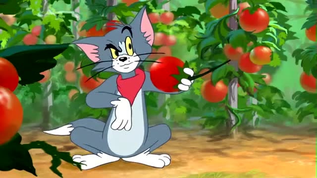 猫和老鼠:汤姆看管菜园,发现番茄里有只害虫