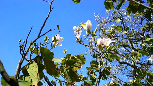 长在树上的荷花——玉荷花