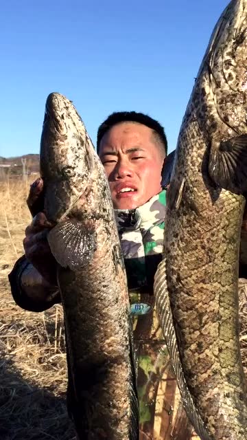 两条巨型蟒蛇鱼上岸!